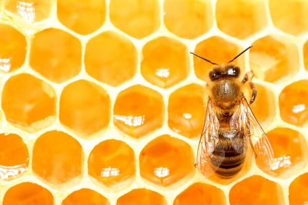 Giải mã giấc mơ thấy tổ ong báo điềm lành hay dữ?