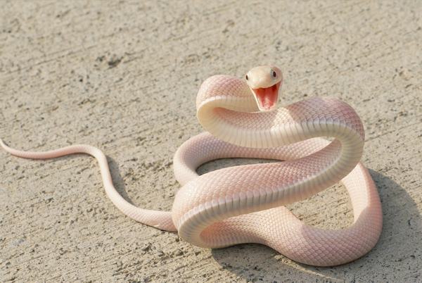 Snakes can live until sick and then die or sooner due to struggle