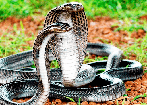 Nằm mơ thấy rắn nên đánh con gì là một trong những câu hỏi xuất hiện nhiều nhất trên các diễn đàn.